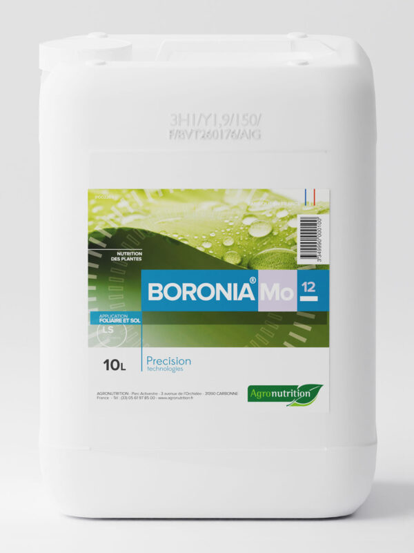 BORONIA Mo12