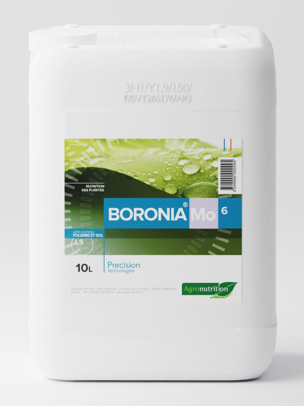 BORONIA Mo6
