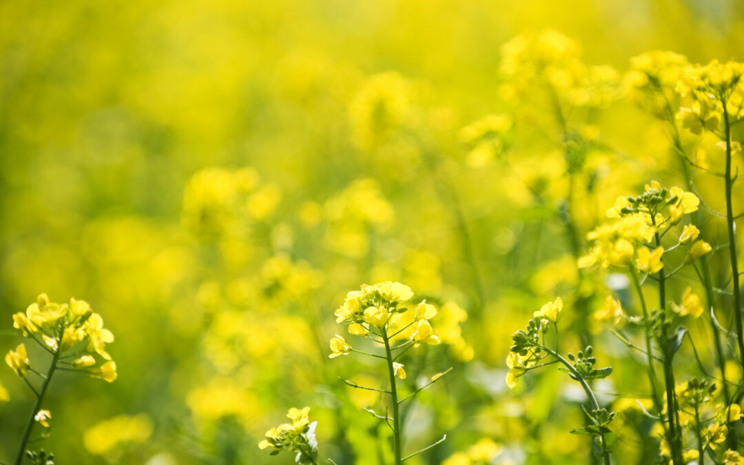 BORON RAPESEED NUTRITION