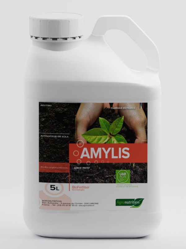 AMYLIS