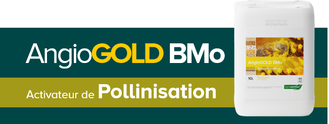 AngioGOLD_BMo