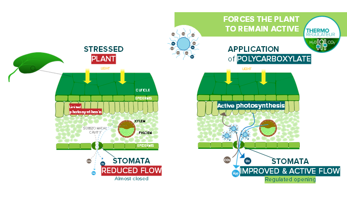 AngioSTRESS1_EN