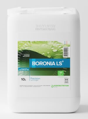 BORONIA LS