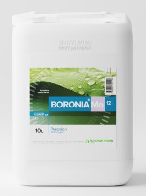 BORONIA Mo12