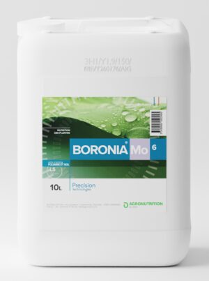 BORONIA Mo6